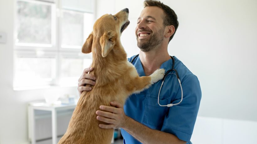 Happy man vet doctor in blue uniform cuddling pembroke welsh corgi dog, playing with little dog after treatment, free space