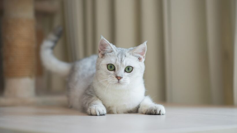 Cute cat lying on wooden table and looking at camera