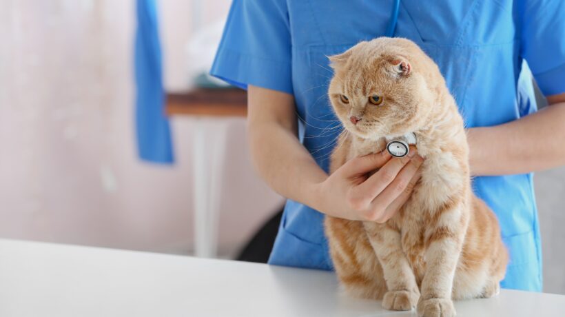 Veterinarian examining cute cat in clinic