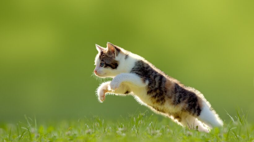 Katze, Kätzchen im Sprung