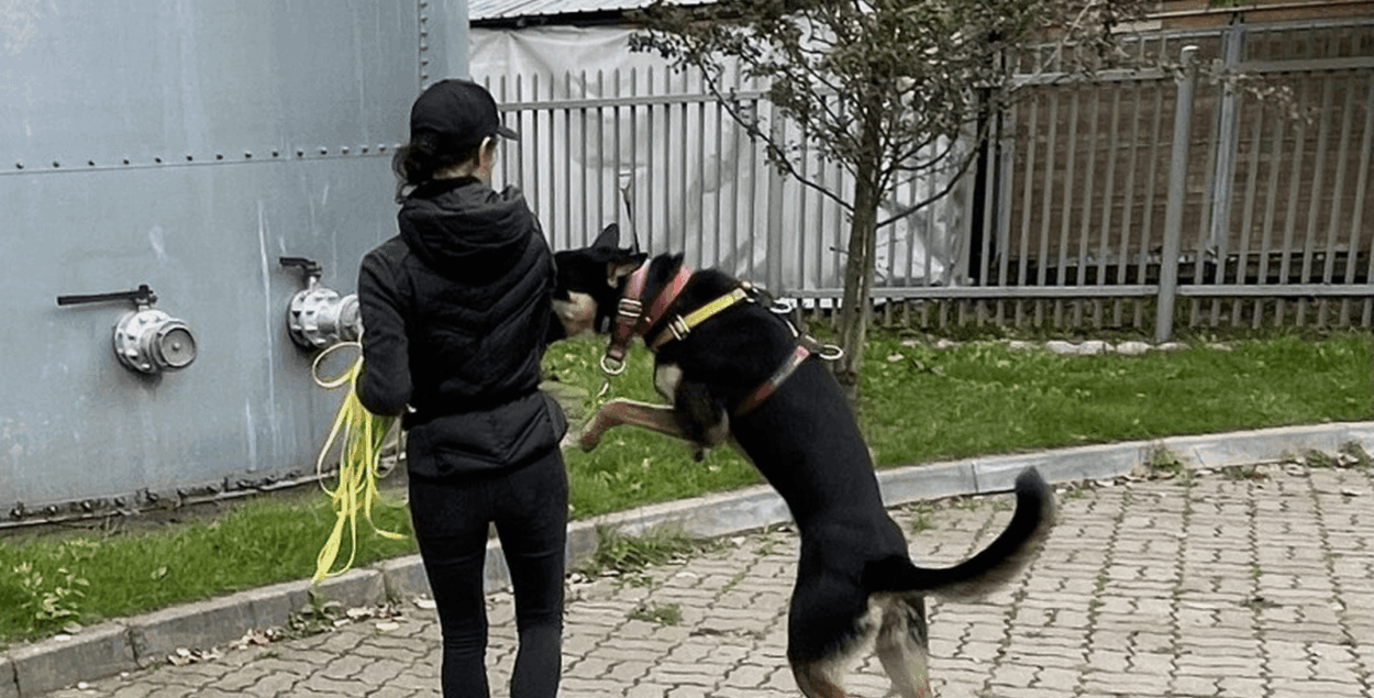 Is a dog’s behaviour always logical?